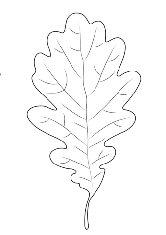 Oak Leaf Coloring Page